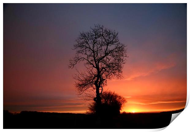 Isolated tree sunrise Print by Simon Johnson