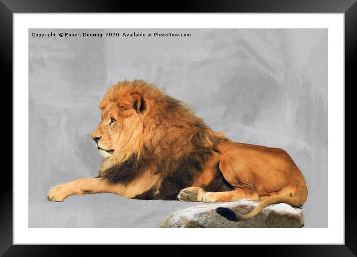 Male Lion Laying Down Framed Mounted Print by Robert Deering