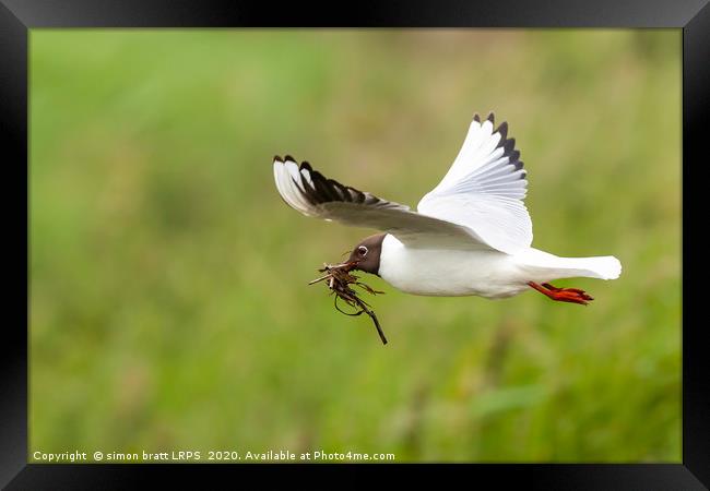 Gull flying with nesting material Framed Print by Simon Bratt LRPS