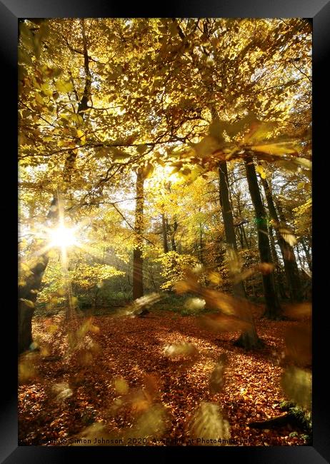 Autumn wood sunlight and wind blown leaves Framed Print by Simon Johnson