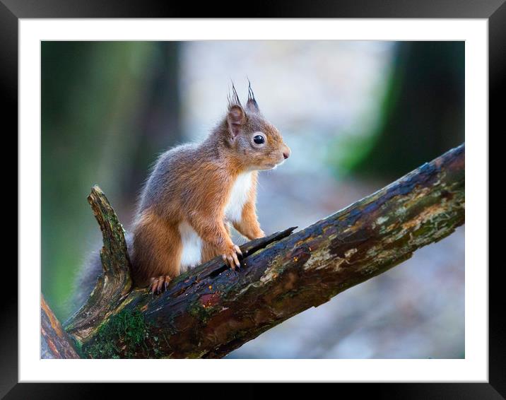 Red Squirrel Framed Mounted Print by Tommy Dickson
