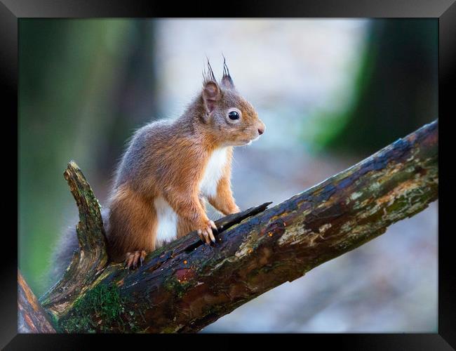Red Squirrel Framed Print by Tommy Dickson