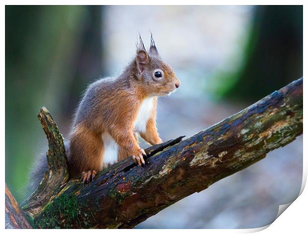 Red Squirrel Print by Tommy Dickson