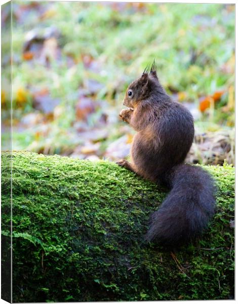 Red Squirrel Canvas Print by Tommy Dickson