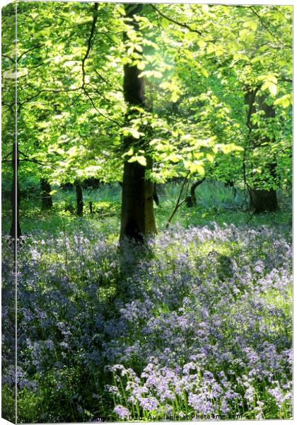 sunlit leaves and bluebells Canvas Print by Simon Johnson