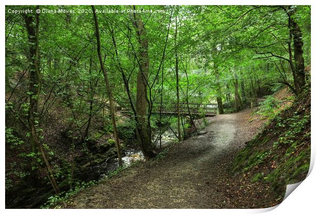 Skipton Castle Woodlands  Print by Diana Mower