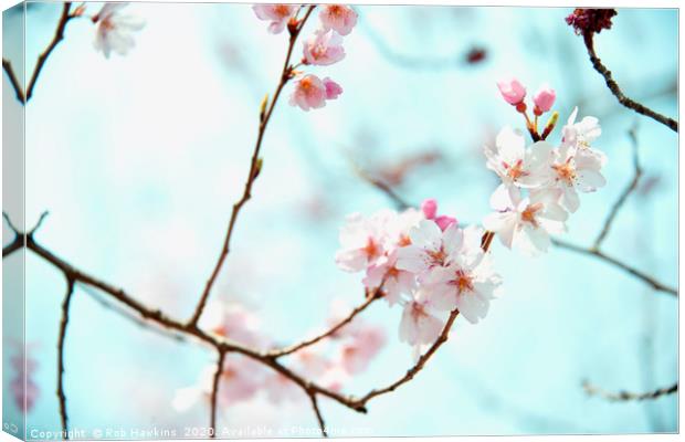 Sakura blossom  Canvas Print by Rob Hawkins