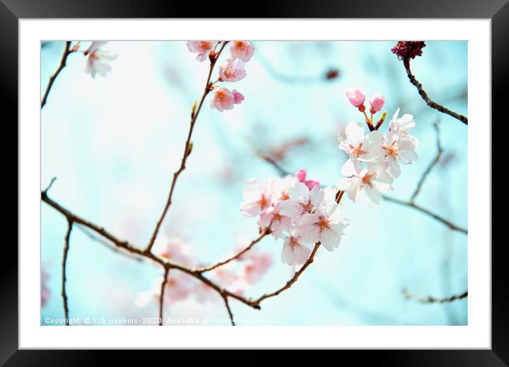 Sakura blossom  Framed Mounted Print by Rob Hawkins