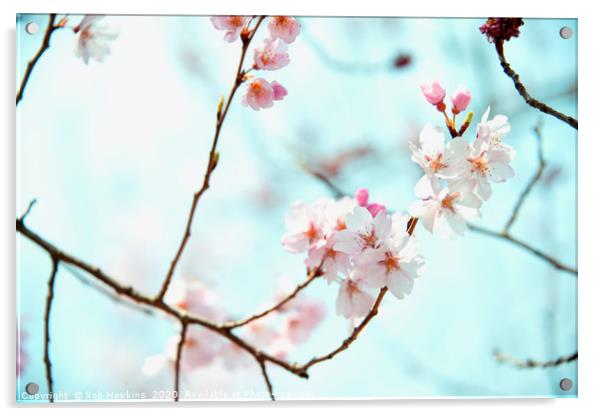 Sakura blossom  Acrylic by Rob Hawkins