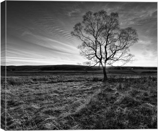 A lone tree near Low Force Waterfall Canvas Print by Greg Marshall