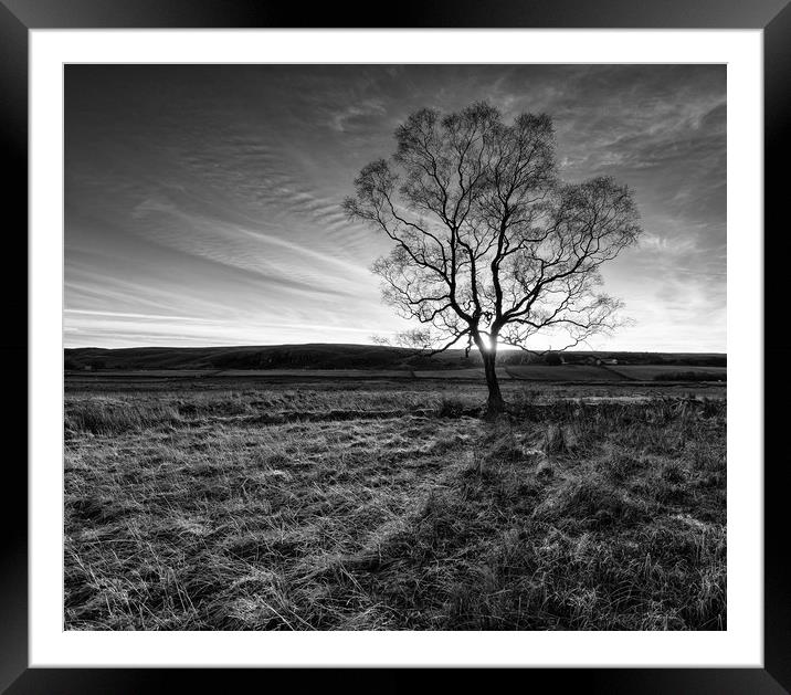 A lone tree near Low Force Waterfall Framed Mounted Print by Greg Marshall
