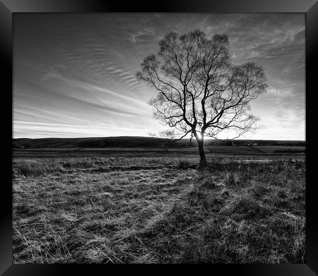 A lone tree near Low Force Waterfall Framed Print by Greg Marshall