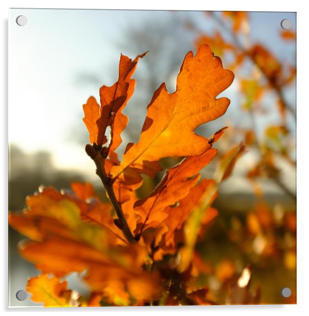 Backlit Oak Leaf Acrylic by Greg Marshall