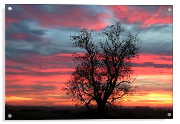 Oak tree at sunrise Acrylic by Simon Johnson