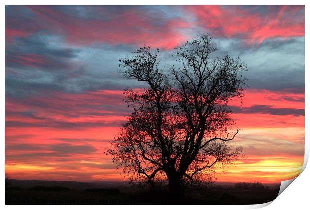 Oak tree at sunrise Print by Simon Johnson