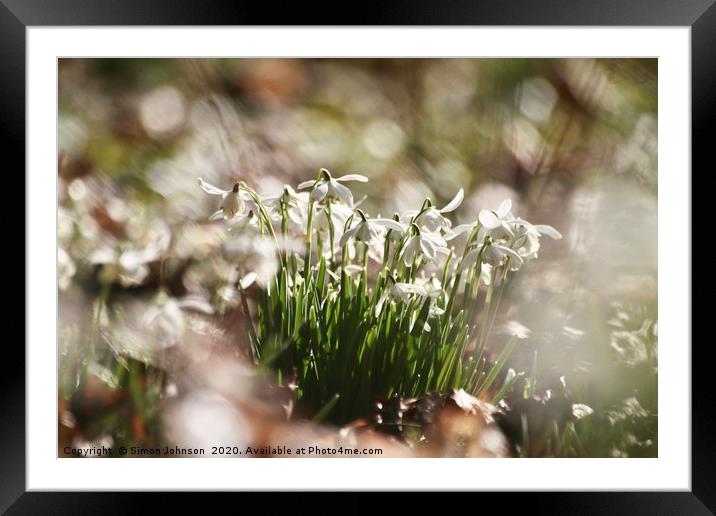 Sunlit Snowdrops Framed Mounted Print by Simon Johnson