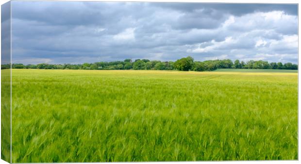 Low Coniscliffe Barley field  with church spire Canvas Print by Greg Marshall