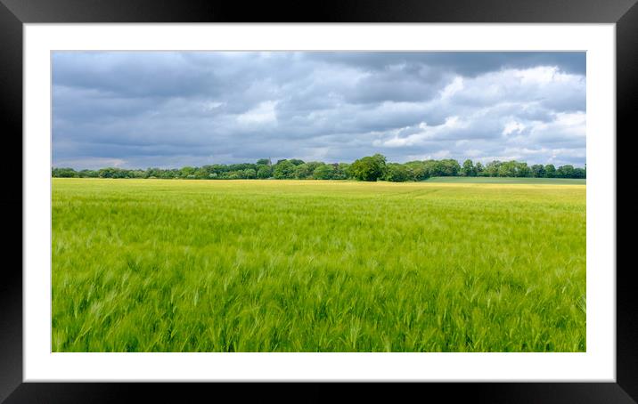 Low Coniscliffe Barley field  with church spire Framed Mounted Print by Greg Marshall