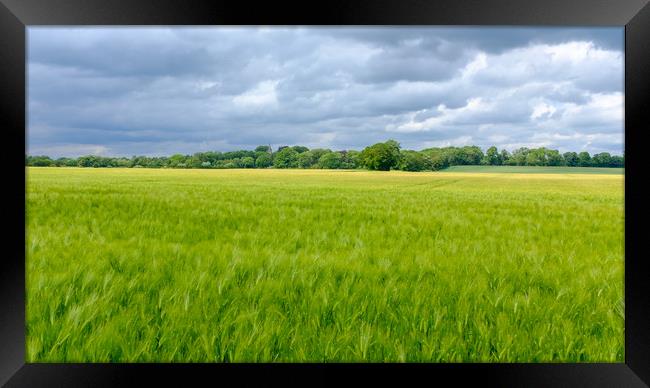 Low Coniscliffe Barley field  with church spire Framed Print by Greg Marshall
