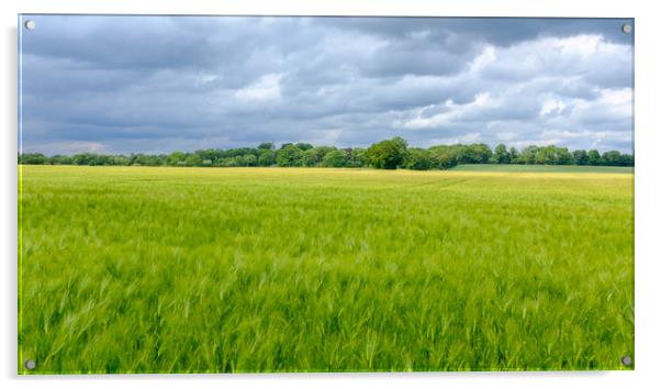 Low Coniscliffe Barley field  with church spire Acrylic by Greg Marshall