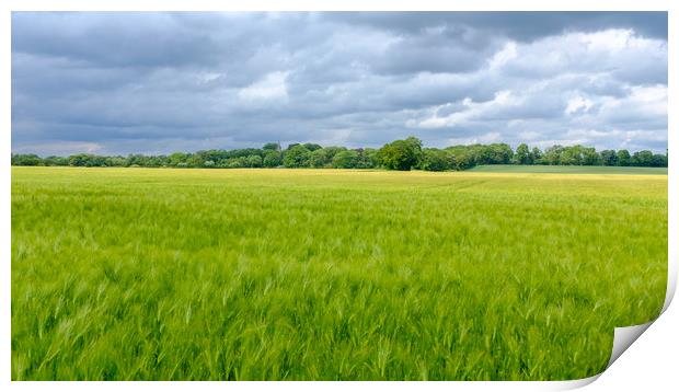 Low Coniscliffe Barley field  with church spire Print by Greg Marshall