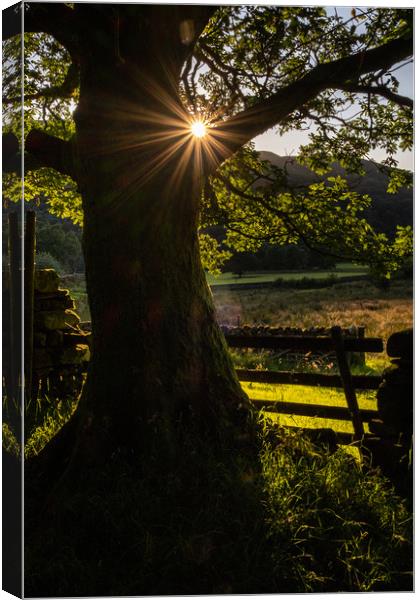 Starburst Tree near Hartsop English Lake District Canvas Print by Greg Marshall