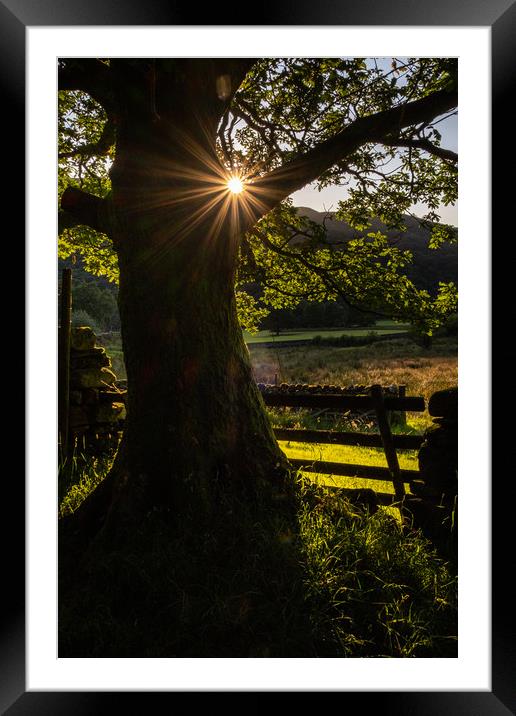 Starburst Tree near Hartsop English Lake District Framed Mounted Print by Greg Marshall