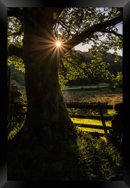 Starburst Tree near Hartsop English Lake District Framed Print by Greg Marshall