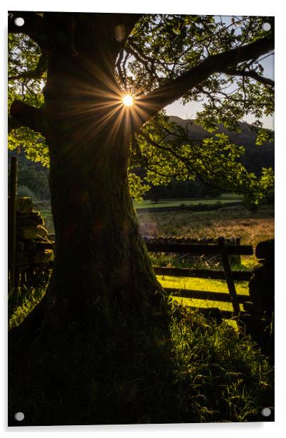 Starburst Tree near Hartsop English Lake District Acrylic by Greg Marshall