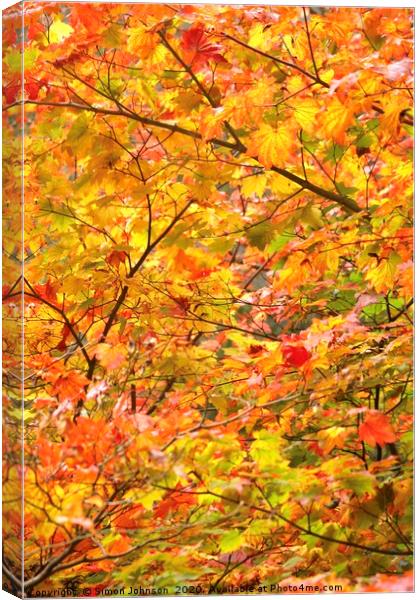 Autumn Colour Mapple leaves Canvas Print by Simon Johnson
