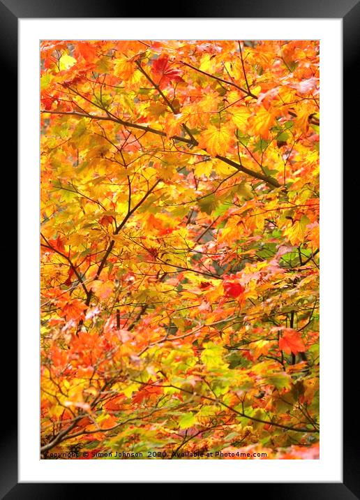 Autumn Colour Mapple leaves Framed Mounted Print by Simon Johnson