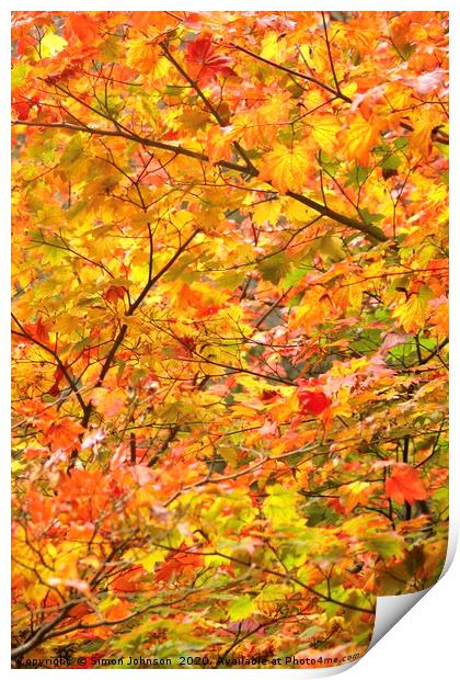 Autumn Colour Mapple leaves Print by Simon Johnson