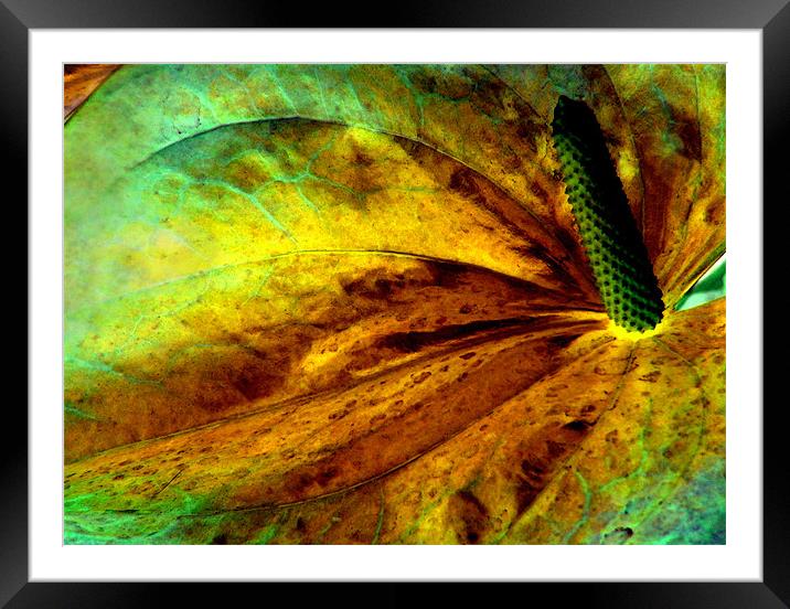 golden glow Framed Mounted Print by Heather Newton