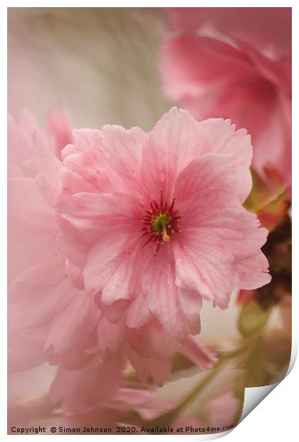 Japanese Cherry Blossom Print by Simon Johnson