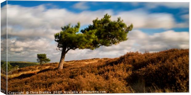 A windswept tree on Ramsley Moor Canvas Print by Chris Drabble