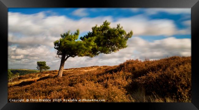 A windswept tree on Ramsley Moor Framed Print by Chris Drabble