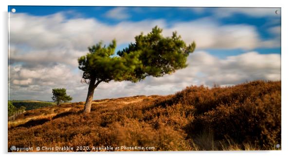 A windswept tree on Ramsley Moor Acrylic by Chris Drabble