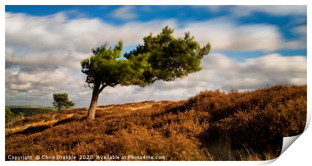 A windswept tree on Ramsley Moor Print by Chris Drabble