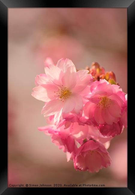 Japanese Cherry Blossom Framed Print by Simon Johnson