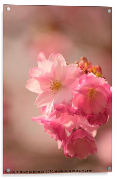 Japanese Cherry Blossom Acrylic by Simon Johnson