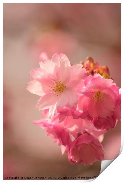 Japanese Cherry Blossom Print by Simon Johnson