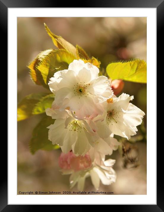Spring Blossom Framed Mounted Print by Simon Johnson