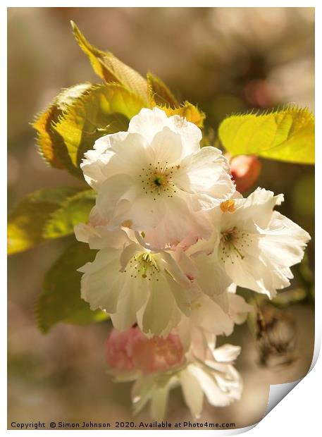 Spring Blossom Print by Simon Johnson