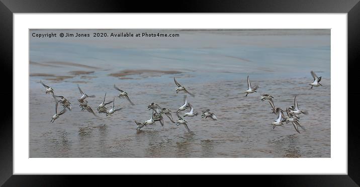 Small flock of Sanderlings in flight Framed Mounted Print by Jim Jones