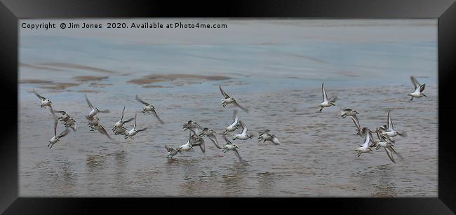 Small flock of Sanderlings in flight Framed Print by Jim Jones