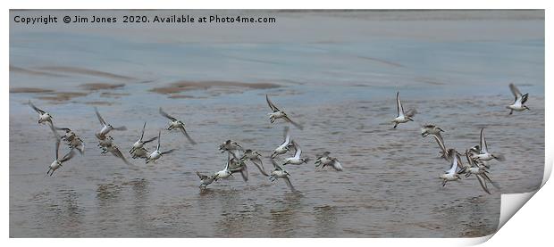 Small flock of Sanderlings in flight Print by Jim Jones