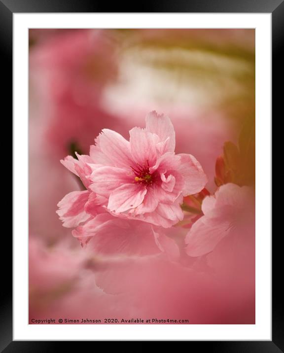 Pink Japanese Cherry Blossom Framed Mounted Print by Simon Johnson