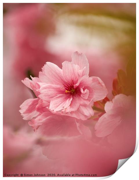 Pink Japanese Cherry Blossom Print by Simon Johnson