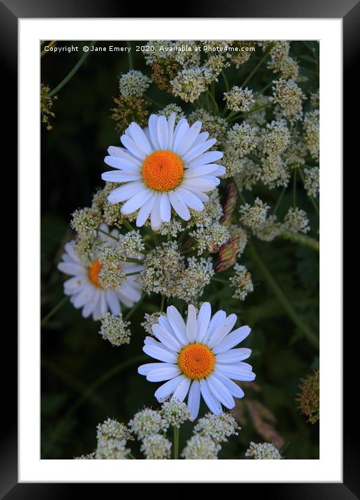 POPPING DAISIES Framed Mounted Print by Jane Emery