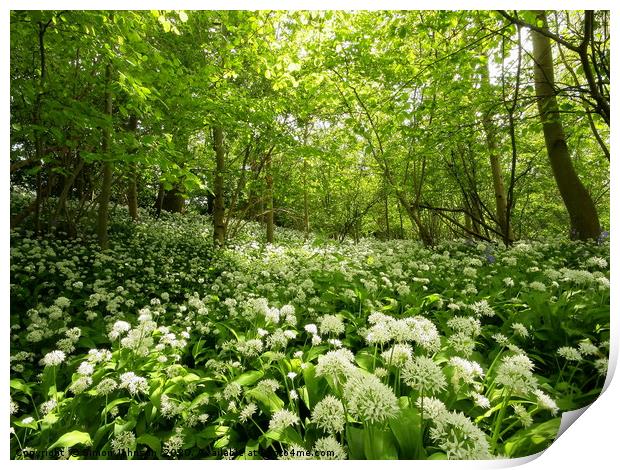 Wild garlic avenue Print by Simon Johnson